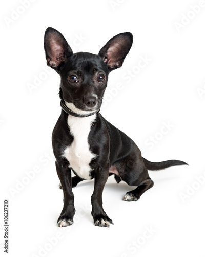Black Small Chihuahua Dog Sitting on White