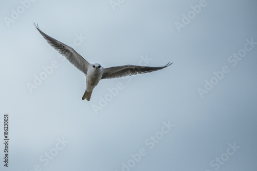  white tailed kite