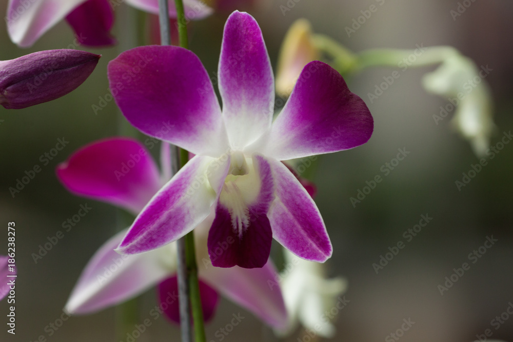 Orquideas Orquideas