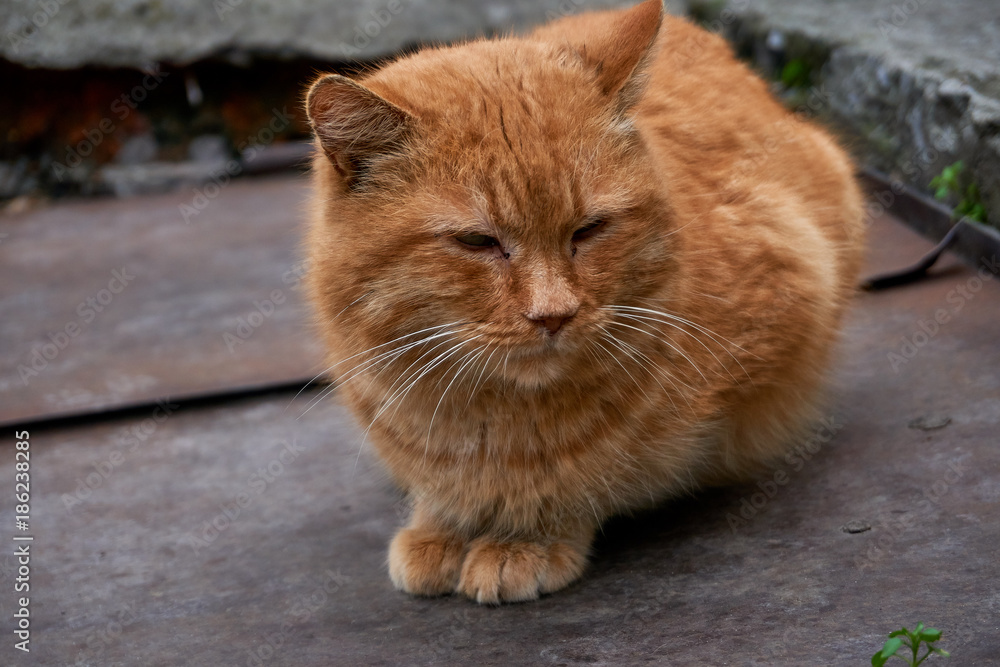 Homeless cats on the street take affection from a man and eat Homeless cats on the street take affection from a man and eat