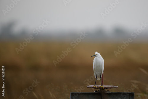 cattle egret bird © MikeFusaro