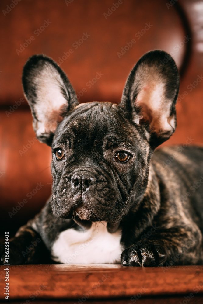 Young Black French Bulldog Dog Puppy With White Spot Sit On Red 