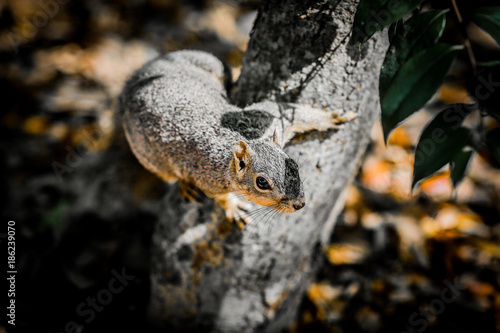 Wild squirrel among the tree