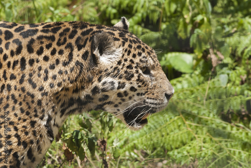 Close-up view of a Jaguar, Panthera onca in Hong Kong