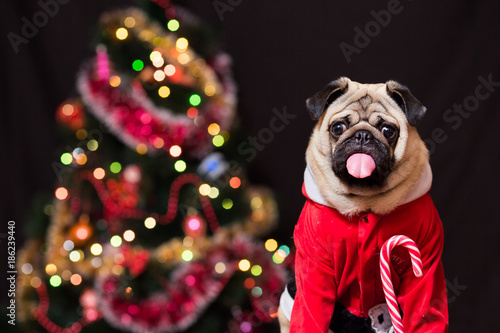 Funny Christmas pug in Santa Claus costume with a candy cane near the Christmas tree