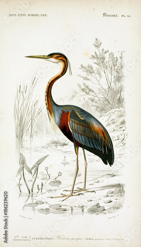 Fotografie Illustration of bird.