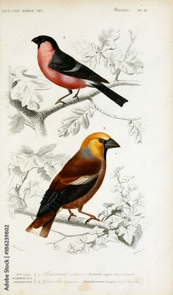 Obraz premium Illustration of bird.