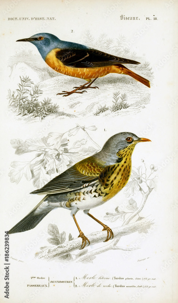 Obraz premium Illustration of bird.