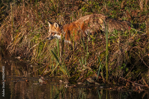 Red Fox (Vulpes vulpes) Looks Out From Shore
