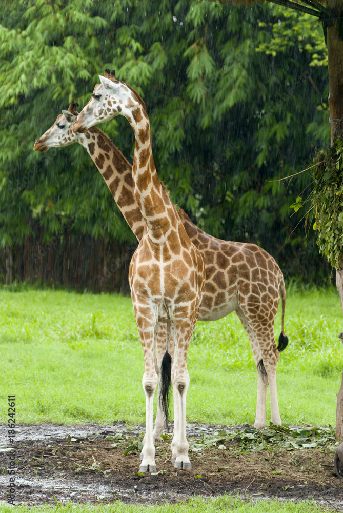 Two giraffes under the rain safari auto park in Guatemala. Giraffa camelopardalis Two giraffes under the rain safari auto park in Guatemala. Giraffa camelopardalis