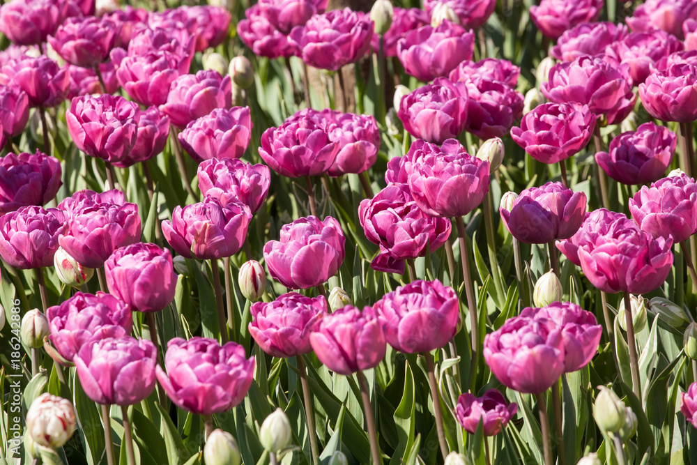Beautiful tulips in the park. Spring concept. Beautiful tulips in the park. Spring concept.