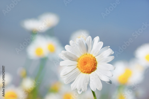 Chamomile among flowers