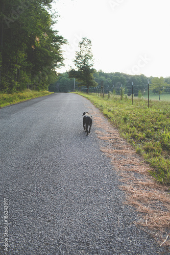 Black Dog Runs along rural road