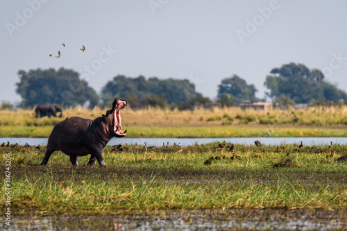 Hippo, with mouth wide open, running and dancing with small birds on the bank of the Chobe River, Botswana, Africa
