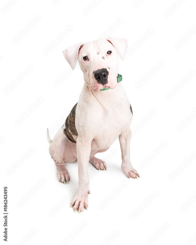 Mixed Large Breed White Dog Sitting Mixed Large Breed White Dog Sitting