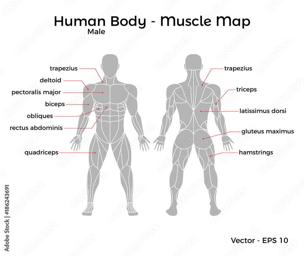 Male Human Body Muscle Map With Major Muscle Names Front And Back