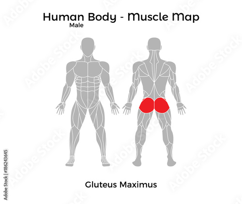 Male Human Body - Muscle map, Gluteus Maximus. Vector Illustration - EPS10.