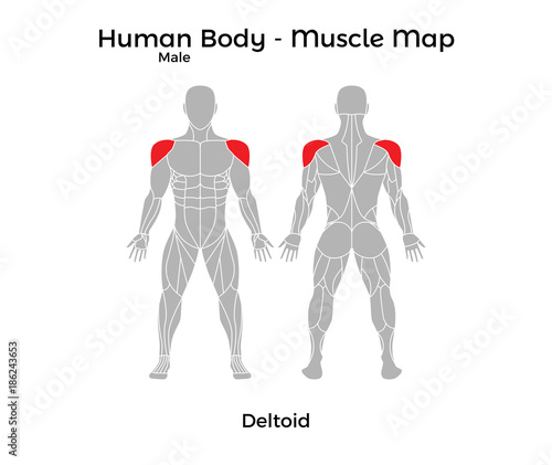 Male Human Body - Muscle map, Deltoid. Vector Illustration - EPS10.