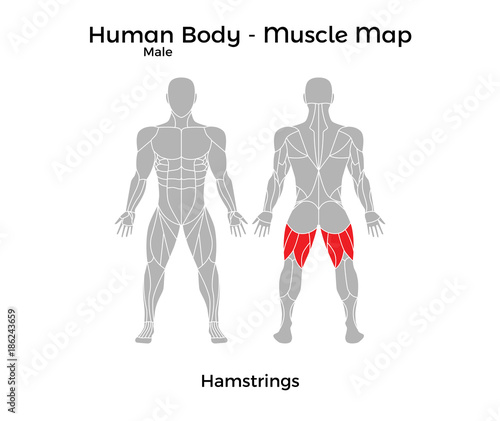 Male Human Body - Muscle map, Hamstrings. Vector Illustration - EPS10.