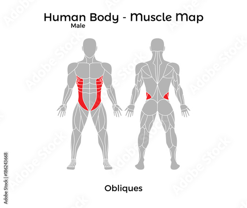 Male Human Body - Muscle map, Obliques. Vector Illustration - EPS10.