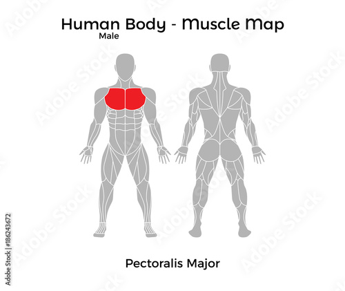 Male Human Body - Muscle map, Pectoralis Major. Vector Illustration - EPS10.