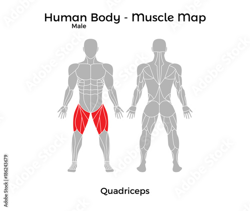 Male Human Body - Muscle map, Quadriceps. Vector Illustration - EPS10.