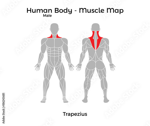 Male Human Body - Muscle map, Trapezius. Vector Illustration - EPS10.