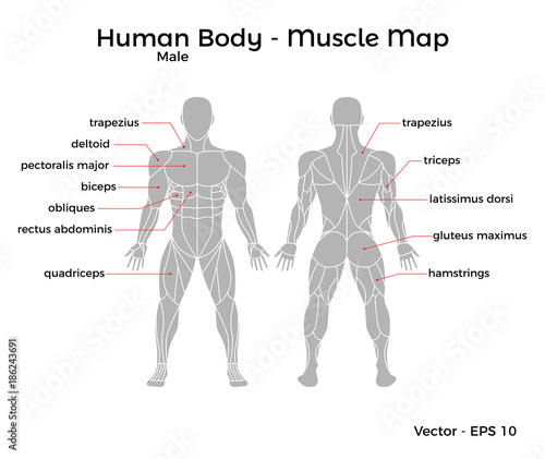 Male Human Body Muscle map, with major muscle names, front and back. Vector EPS 10 Illustration.