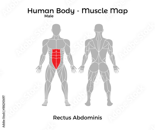 Male Human Body - Muscle map, Rectus Abdominis. Vector Illustration - EPS10.