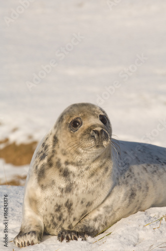 Grey seal pup © Kevin