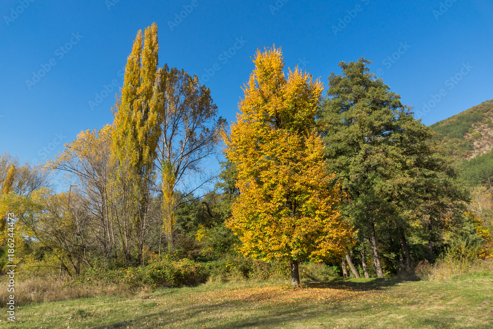 Naklejka premium Autumn Landscape with yellow tree near Pancharevo lake, Sofia city Region, Bulgaria