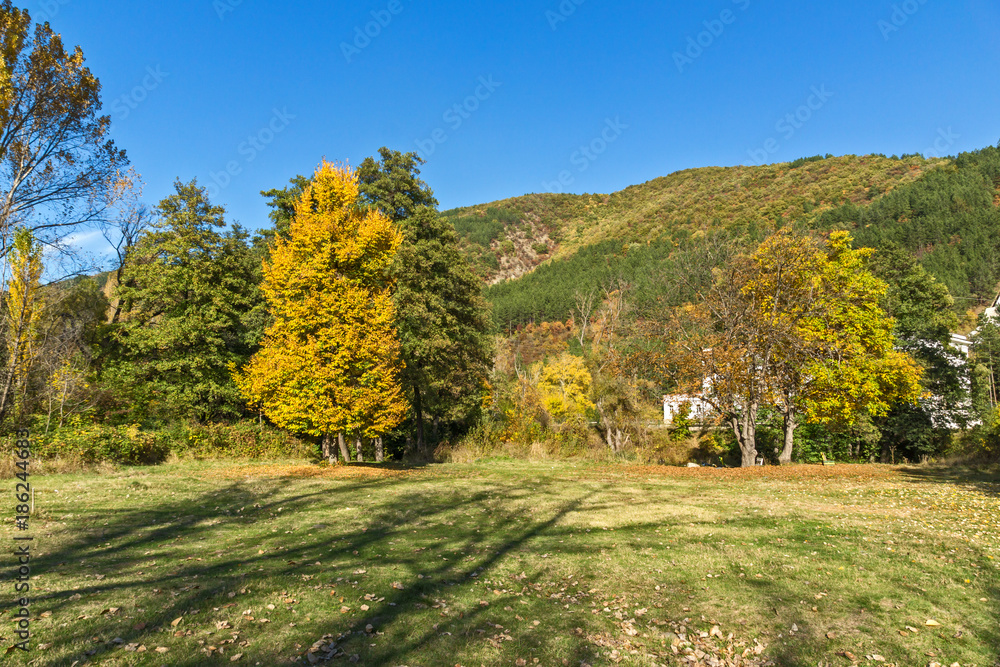 Autumn Landscape with yellow tree near Pancharevo lake, Sofia city Region, Bulgaria Autumn Landscape with yellow tree near Pancharevo lake, Sofia city Region, Bulgaria