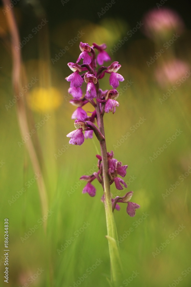 Orchidaceae. The wild nature of the Czech Republic. A rare plant of wild nature. Plant in the grass. Beautiful picture. Spring nature. Orchidaceae. The wild nature of the Czech Republic. A rare plant of wild nature. Plant in the grass. Beautiful picture. Spring nature.
