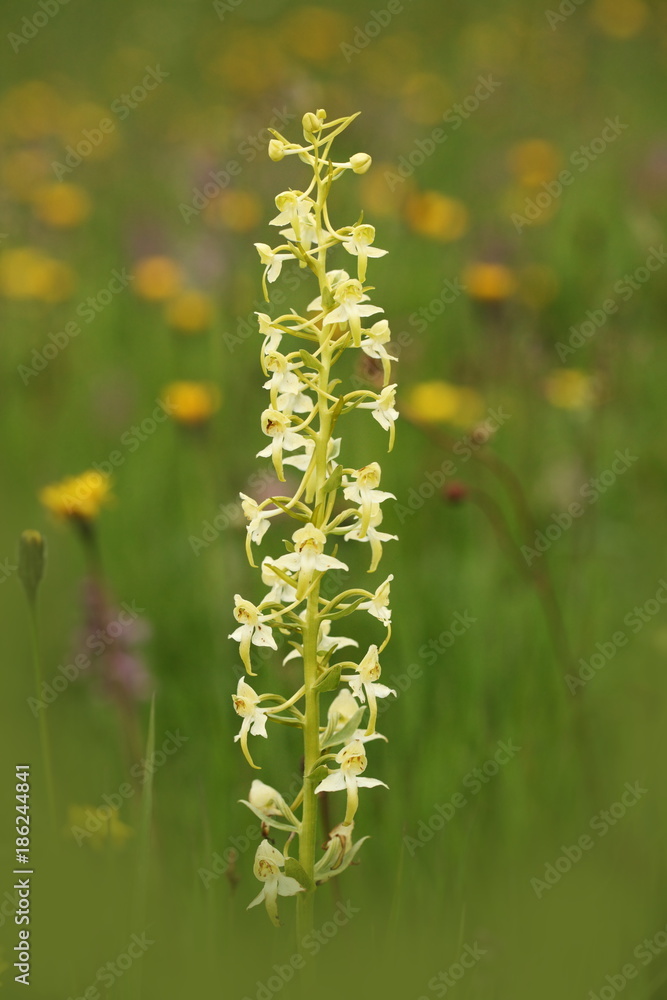 Orchidaceae. The wild nature of the Czech Republic. A rare plant of wild nature. Plant in the grass. Beautiful picture. Spring nature. Orchidaceae. The wild nature of the Czech Republic. A rare plant of wild nature. Plant in the grass. Beautiful picture. Spring nature.