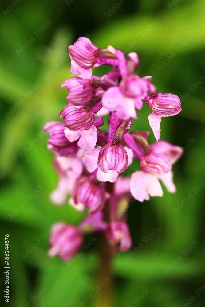 Orchidaceae. The wild nature of the Czech Republic. A rare plant of wild nature. Plant in the grass. Beautiful picture. Spring nature. Orchidaceae. The wild nature of the Czech Republic. A rare plant of wild nature. Plant in the grass. Beautiful picture. Spring nature.