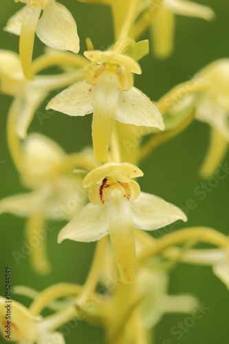 Orchidaceae. The wild nature of the Czech Republic. A rare plant of wild nature. Plant in the grass. Beautiful picture. Spring nature.