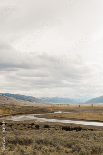 Herd of American bison buffalo in scenic Lamar valley  grazing along winding river in Yellowstone National Park