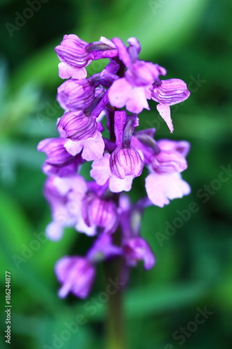 Orchidaceae. The wild nature of the Czech Republic. A rare plant of wild nature. Plant in the grass. Beautiful picture. Spring nature.