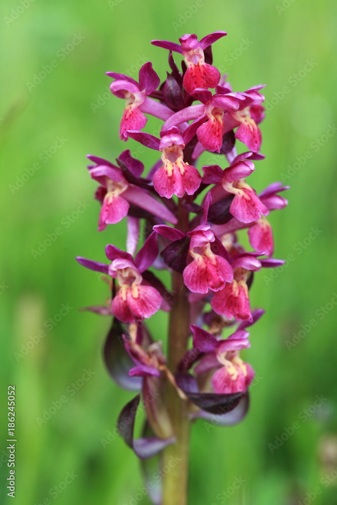 Orchidaceae. The wild nature of the Czech Republic. A rare plant of wild nature. Plant in the grass. Beautiful picture. Spring nature. Orchidaceae. The wild nature of the Czech Republic. A rare plant of wild nature. Plant in the grass. Beautiful picture. Spring nature.