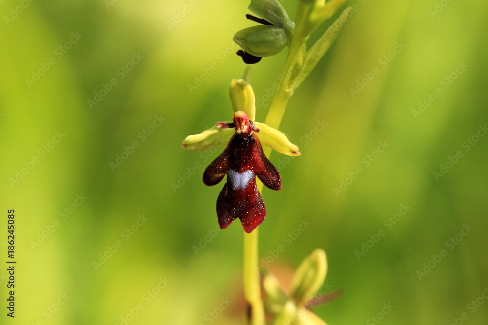 Orchidaceae. The wild nature of the Czech Republic. A rare plant of wild nature. Plant in the grass. Beautiful picture. Spring nature. Orchidaceae. The wild nature of the Czech Republic. A rare plant of wild nature. Plant in the grass. Beautiful picture. Spring nature.