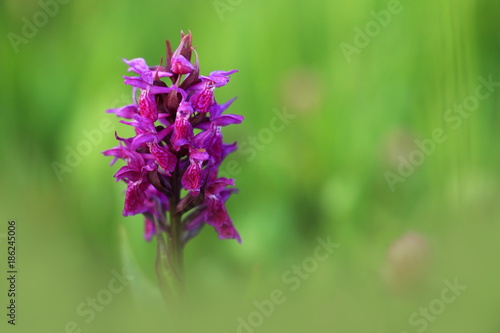 Orchidaceae. The wild nature of the Czech Republic. A rare plant of wild nature. Plant in the grass. Beautiful picture. Spring nature. photo