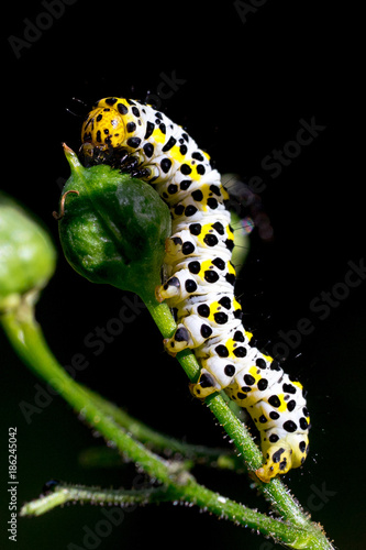 Caterpillar of Water betony (Shargacucullia scrophulariae) II photo