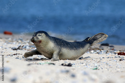 Junge Robbe am Strand