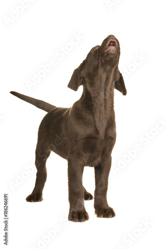Fototapeta Naklejka Na Ścianę i Meble -  Chocolate labrador retriever puppy standing and looking up howling isolated on a white background