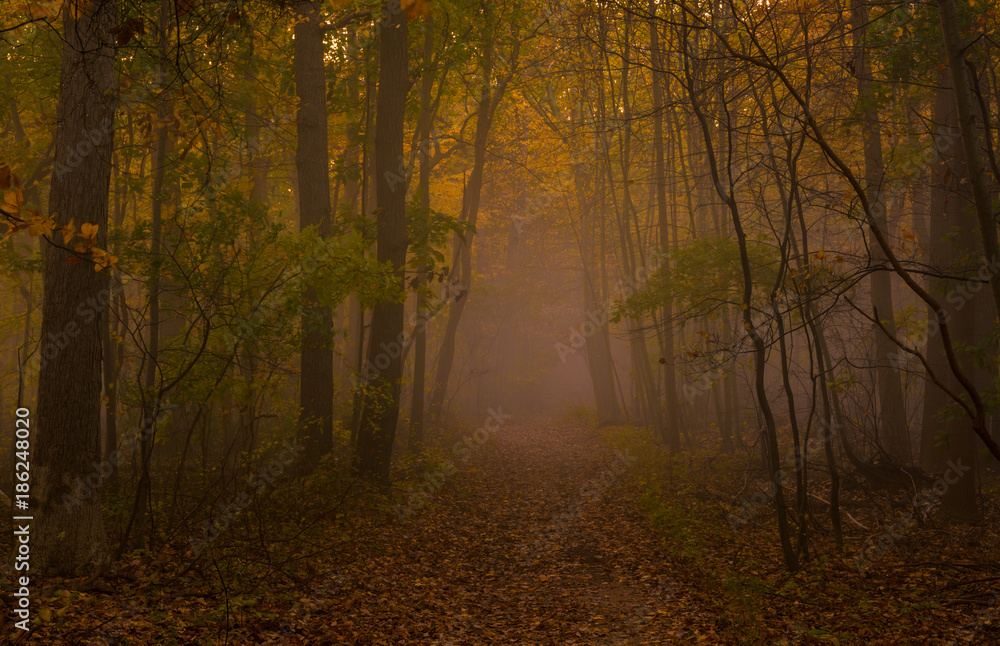 Beautiful foggy autumn morning at Highlands forest, New Jersey 