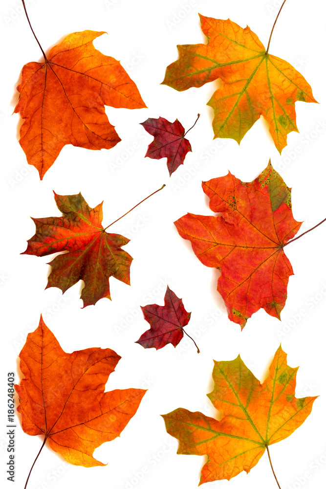 Collection of maple leaves Collection of maple leaves
