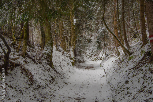 a path through a winter forest, covered with snow