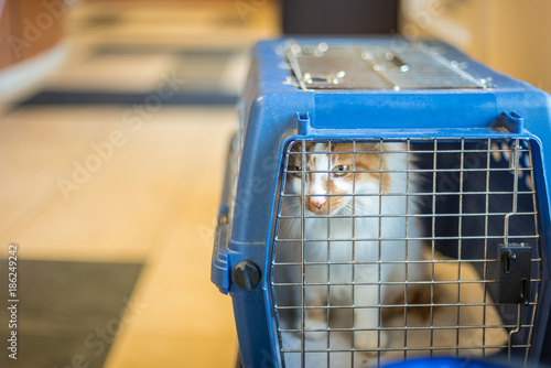 Vászonkép cat in carrier looking out at animal hospital