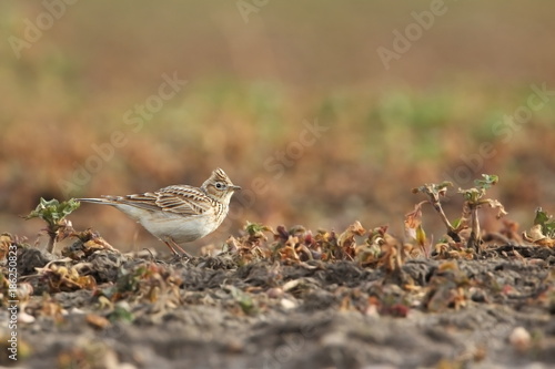 Wallpaper Mural Alauda arvensis. The wild nature of the Czech Republic. Free nature. Bird in the field. Spring nature. Beautiful photo of bird life. Torontodigital.ca