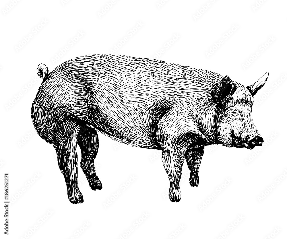 Vetor de Pig sketch style drawing. Hand drawn illustration of beautiful